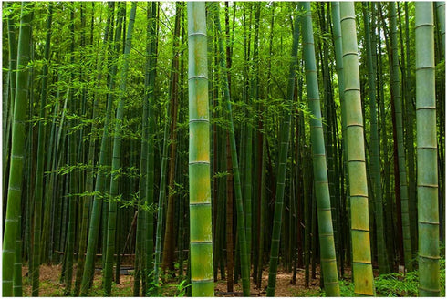 Aquarium Décor Backgrounds Bamboo Forest Nature Scenery Pattern Fish Tank Background Aquarium Sticker Wallpaper Decoration Picture PVC Adhesive Po...