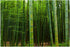 Aquarium Décor Backgrounds Bamboo Forest Nature Scenery Pattern Fish Tank Background Aquarium Sticker Wallpaper Decoration Picture PVC Adhesive Po...