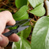 4Pcs 4 Inch Bonsai Pruning Scissors, Bud And Leaves Trimmer Yarn Thread Cutter Snips Trimming Supplies, Gardening Clippers Flower, thread snips, U...