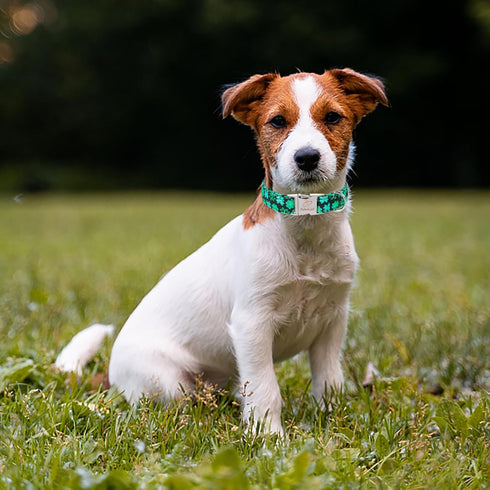 St.Patrick's Day Clover Dog Collars,Black Clover Soft Cotton with Safety Metal Buckle Adjustable Puppy Collars for Small Medium Large Boy & Girl D...