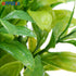 OFFIDIX Mini Plastic Artificial Eucalyptus Leaves Topiary Plant with Pots,Faux Plant Small Plants for Home,Office and Bathroom Decoration...