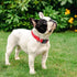 Taglory Reflective Adjustable Dog Collars for Puppy Small Medium Large Dogs, Thin Nylon Webbing and Quick Release Plastic Buckle(Red,Small)...