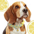 Faygarsle Cute Dog Collar for Girls Boy Dogs Soft Fancy Pet Collar with Lemon Design Ideal Yellow Green Summer Dog Collar for Small Medium Large D...