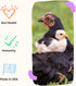 Grubbly Farms Prebiotics + Probiotics for Chickens (30 Day)...