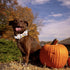 Halloween Dog Collar, Pet Collar Dog Bow Pumpkin Dog Collar Girl Boy Holiday Pet Dog Collar Gift Bow Dog Collar Cute Soft Puppy Collar for Medium ...