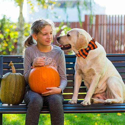 Lionheart glory Dog Collar Fall Dog Collars with Bow Tie Halloween Dog Collar Bow Female Male Pet Collar Dogs Collar Bows Duty Adjustable Dog Bow ...