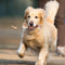 Beef Flavored Dog Bones Toys for Large and Small Pets/Dog Teeth Essential/Durable Chewing Toys...