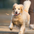 Beef Flavored Dog Bones Toys for Large and Small Pets/Dog Teeth Essential/Durable Chewing Toys...