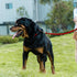 Dog Leash, Braided Rope Traction – Walking Training Lead for Small/Medium Dogs ((1/3") - 6FT, Red)...