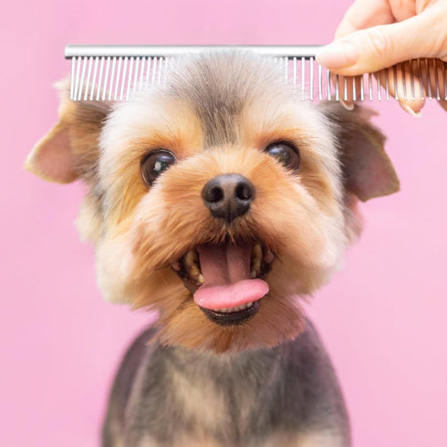 2pcs Dog Grooming Combs for Removing Tangles, Round Teeth Metal Cat Pet Hair Comb, Silver Large Professional Grooming Tool for Long Short Haired D...