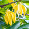 Ylang-Ylang Seeds Cananga Odorata Fragrant Evergreen Attracts Butterflies Hummingbirds & Bees Landscape Garden Border Outdoor 5Pcs Tropical Tree S...