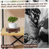 Yardwe 1pc Tank Flower Modern Desktop Vintage Stand Riser Artware Ball Bowl Aquarium Shelf Plant Cm Globe Tabletop Tray Platform Yard Sphere Room ...