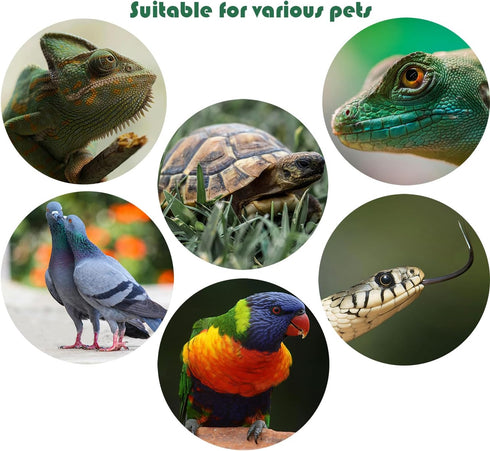 Reptile Food Dish, Escape Proof Water bowl, Ceramic Feeding Dish for Lizard,Leopard Gecko, Bearded Dragon, Hermit Crab...