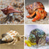 15PCS Hermit Crab Shells | Natural Sea Conch Size 1.6"-3.2" | Growth Turbo for Small to Medium and Large Crabs, Saltwater Hermit Crab Supplies and...
