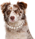 KUDES Exquisite and Adjustable Dog Necklace: Elegant Classic Pearl Collar Necklace Accessories for Dogs, Occasions and Gatherings (3XL(21.6-24.4 I...
