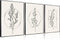 ZJJARTYB Farmhouse Beige Canvas Wall Art Retro Floral Line Pictures Minimalist Botanical Posters Neutral Prints Boho Artwork Simple Painting Wall ...