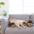 Outward Hound, Hedgehogz Plush Dog Toy, Large...