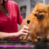 2PCS Dog Tear Comb, Double-Head Dog Eye Brush Dog Eye Cleaning Comb Brush Dog Facial Grooming Comb for Small Dog Cat Tear Stain Remove(Black)...