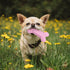 6 Pack Puppy Toys for Teething Small Dogs, Cute Pink Dog Chew Toys for Puppies, Soft Squeaky Dog Toys for Small Breed Cleaning Doggy Teeth, Outdoo...