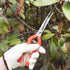 2 PACK Multifunctional Thin Fruit Scissors, P-905 Garden Pruner Shears Cutters with Anti-Slip Grip High-Grade Spring Lock Garden Pruner for Garden...