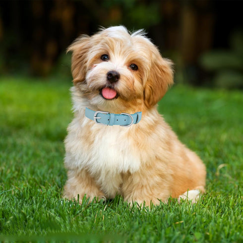 Leather Dog Collar for Small Medium Large Dog Adjustable Waterproof Dog Collars with Alloy Buckle Heavy Duty for Puppy kitten...
