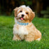 Leather Dog Collar for Small Medium Large Dog Adjustable Waterproof Dog Collars with Alloy Buckle Heavy Duty for Puppy kitten...