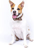 Scottish Tartan Bowtie Dog Collar with Detachable Bow Tie - Beige Plaid Dog Collar With Bowtie For Dogs And Puppies - Bowtie Dog Collar With Check...