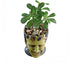 Funny Planter Youfui Head Planter with Drainage Hole Resin Plant Pot Pencil Holder Desk Storage (Frankstein)...
