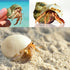 Hermit Crab Shells Medium and Large - 12PCS Growth Turbo Seashells Size 1.4"-3.2" for Small Medium and Large Crabs - Saltwater Hermit Crab Supplie...