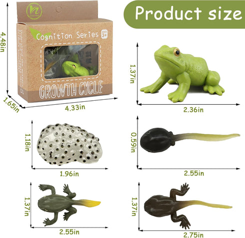 Mbrain5pcs Frog Growth Cycle with Flash Cards,Life Cycle Learning & Education Toys,Montessori Toys,Gift for Girl & Boy for 3 4 5 6 7 Year Old (Fro...