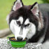Portable Pet Travel Dog Bowls, 2 Pack Convenient Collapsible Dog Bowls, Small Pet Slow Feeder Design for Dogs Cats Feeding Watering with 2 carabin...