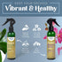 Orchid Fertilizing Spray - Perfect Nutrition and Humidity The Bring Dormant Orchids Back to Life - 8 oz...