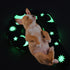 Grow in Dark Dog Pillow...
