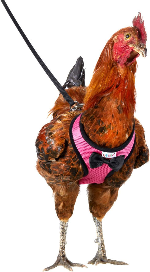Chicken Harness Hen size with 6-foot Matching belt, Comfortable, Breathable, Small Size, Suitable for Chicken, Duck or Goose Suitable for Weight a...