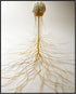 Posterizer 1 pcs-artistic illustration of the human nervous system 3-Teachers & Classrooms-Abstract & Modern Art-School and classroom art- unframe...