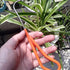 SOONHUA Bonsai Root Hook, 8.27" Stainless Steel Single Root Claw to Loosen Soil Change Pot Remove Rotten Root Gardening Tools...