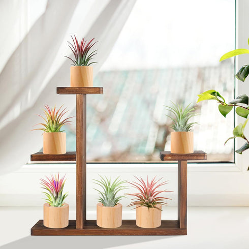Set of 6 Wood Air Plant Holder- Rustic Style Air Plant Pots Indoor Decorative Air Plants Display Containers Table Centerpiece for Home Office Tabl...