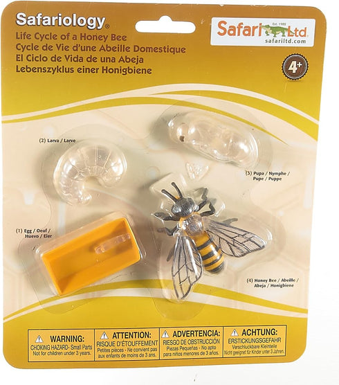 Safari Ltd. Life Cycle of a Honey Bee - Educational Toy Figurines - Miniature Bee Lifecycle Collection for Boys, Girls & Kids Age 4+...