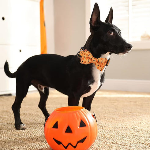 Halloween Dog Collars Middle Orange Dog Bow Tie Collar Adjustable Pumpkin Dog Collar Halloween Theme Dog Bowties with Plastic Buckle Halloween Pet...