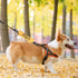 Rescue Dog Anxious Dog Leash Sleeve Nervous Dog Leash Sleeve Nervous Anxious Dog Gift (Anxious Space Sleeve)...