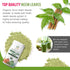 Organic Aura Neem Leaf Powder (Azadirachta Indica). 100% Pure Neem, Raw and Green. USDA Certified Organic Neem for Immune Support, Skin, and Hair....
