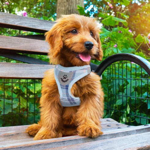 PUPTECK Adjustable Dog Harness Collar and Leash Set Step in No Pull Pet Harness for Small Medium Dogs Puppy and Cats Outdoor Walking Running, Soft...