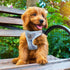 PUPTECK Adjustable Dog Harness Collar and Leash Set Step in No Pull Pet Harness for Small Medium Dogs Puppy and Cats Outdoor Walking Running, Soft...