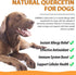 Quercetin for Dogs, Dogs Quercetin Supplement, Quercetin with Vitamin C for Dogs, Quercetin for Dogs Allergies, Support Balanced Immune System Ant...