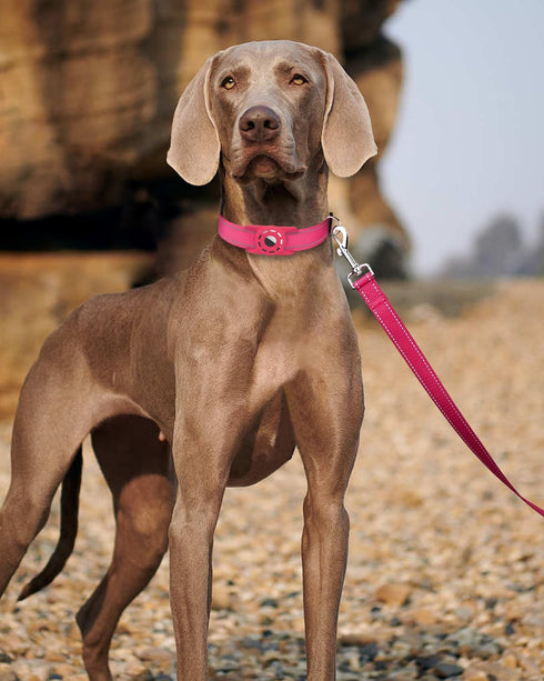 6ft Dog Leash for Small Medium Large Dogs | One-Sided Reflective Nylon | Padded Handle | 1 inch Wide | Hot Pink...