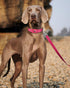6ft Dog Leash for Small Medium Large Dogs | One-Sided Reflective Nylon | Padded Handle | 1 inch Wide | Hot Pink...