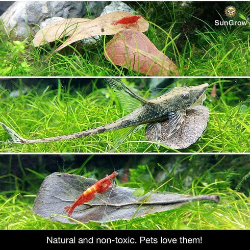 JOR 60 Pcs Mini Water Conditioner Leaves for Freshwater Betta & Shrimp Aquarium, Leaf Lowers Tank's pH, Helps in Successful Breeding...
