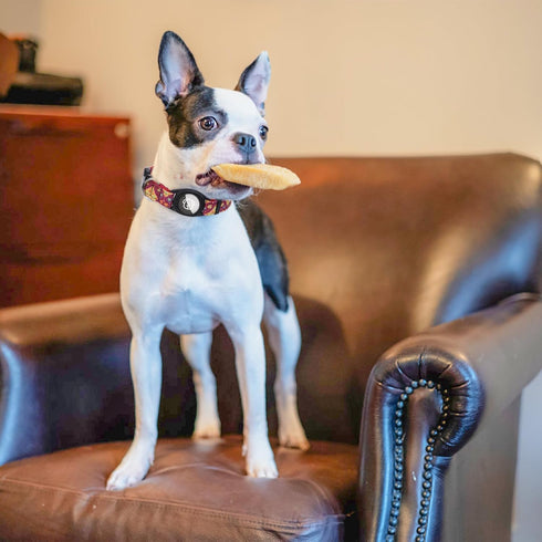 SCENEREAL Airtag Dog Collar for Small Medium Dogs, Dog Collar with Durable Airtag Holder, Compatible Apple Air Tag, Anti-Lost Adjustable Soft Comf...