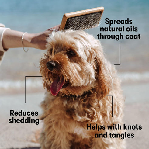 DOG by Dr Lisa - Slicker Brush - Short Bristle Brush for Dogs - For Most Dog Coats - Made from Sustainable Bamboo - Vet-Created - Large...