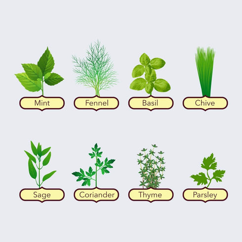 Grow Buddha herb Seeds Variety Pack, Your Own Gardening Kit – Easily Grow Your own herb Garden with Our Complete Beginner Friendly herb Seeds Star...